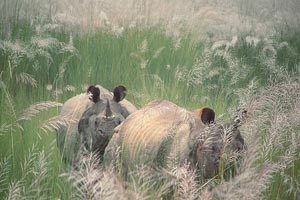 Bardia National Park