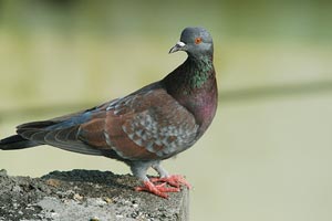 Bardia National Park