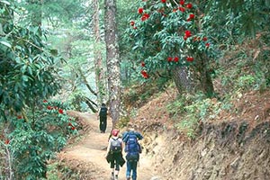 Shivapuri Trekking